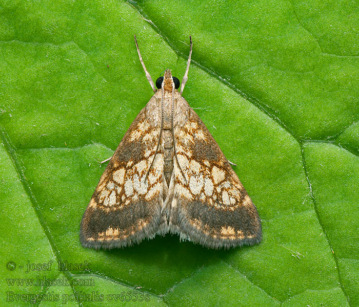 Evergestis politalis Vijačka dvojštítková Мотылёк изящный