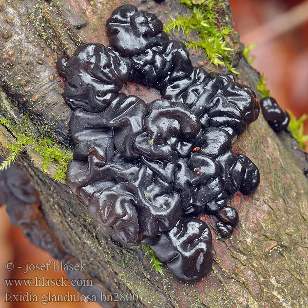 Exidia glandulosa Černorosol bukový