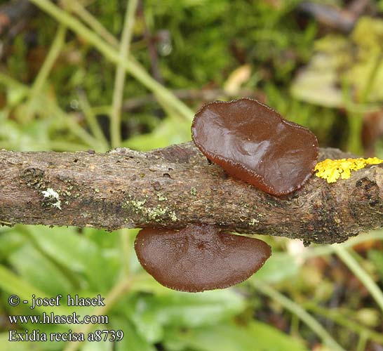 Exidia recisa Černorosol terčovitý Snurrkrös Tremella Seljebevre