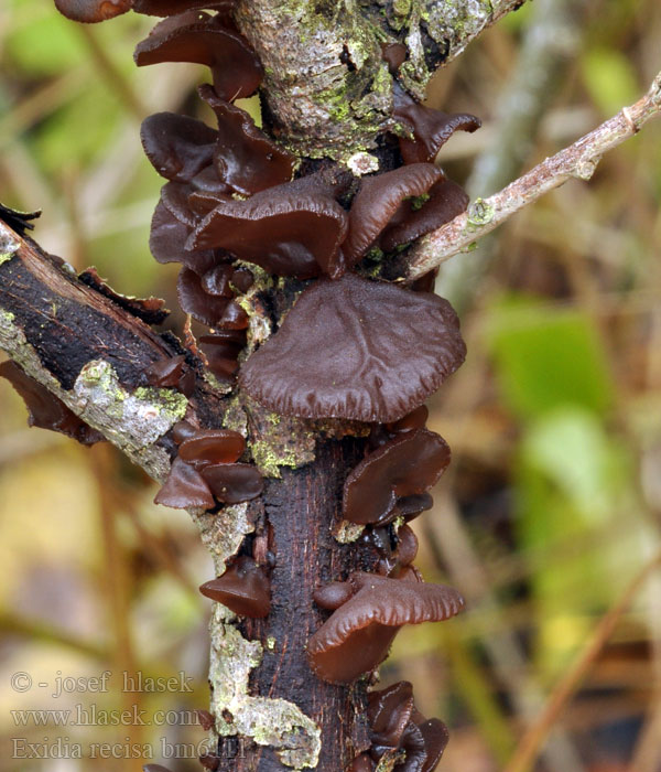 Exidia recisa Tremella Willow Brain