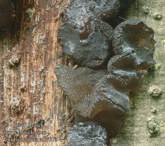 Exidia truncata Exidie Zvegana zamazanka Eikebevre Ege-Bævresvamp Ekkrös Fallen ekgren Černorosol uťatý sekaný Kisielec trzoneczkowy Eiketrilzwam Tmavorôsolovec mušľovitý Becherförmiger Drüsling Abgestutzter Stoppeliger