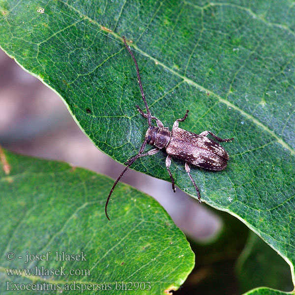 Exocentrus adspersus