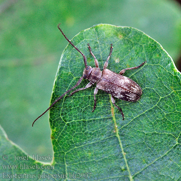 Exocentrus adspersus