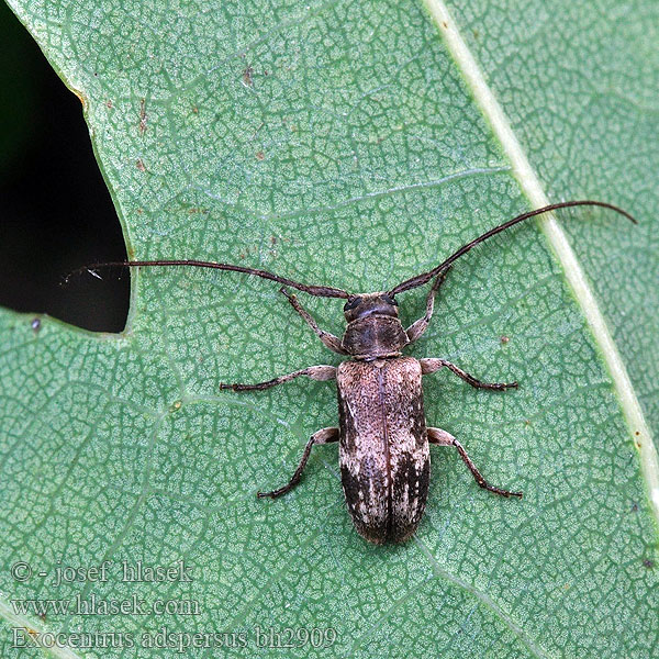 Exocentrus adspersus