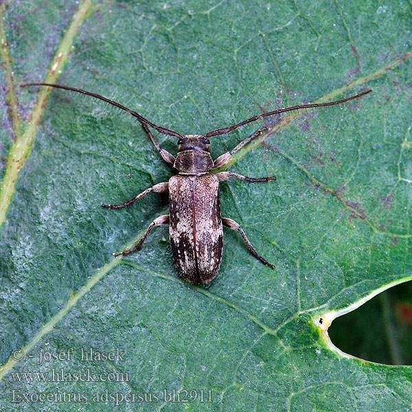 Exocentrus adspersus