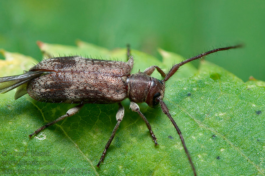 Exocentrus adspersus