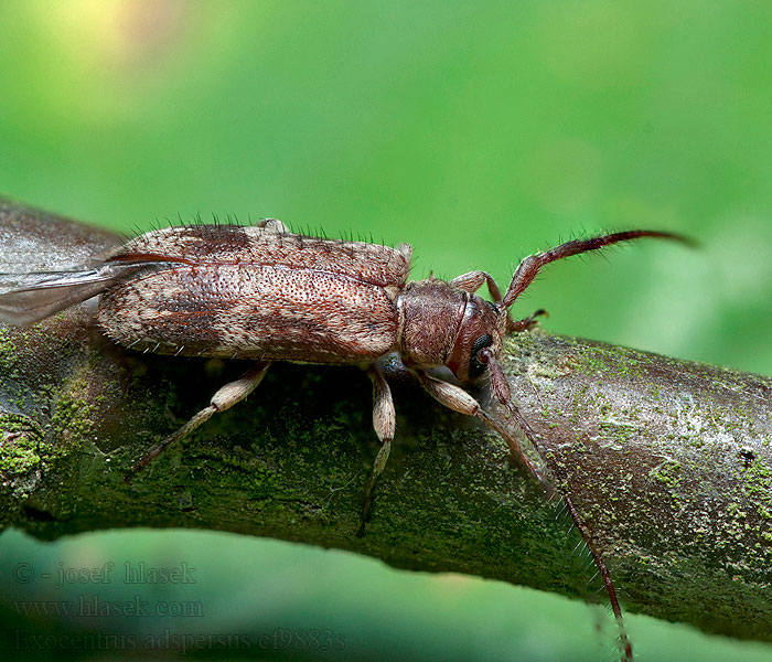 Exocentrus adspersus