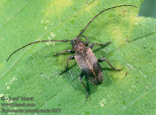 Exocentrus punctipennis