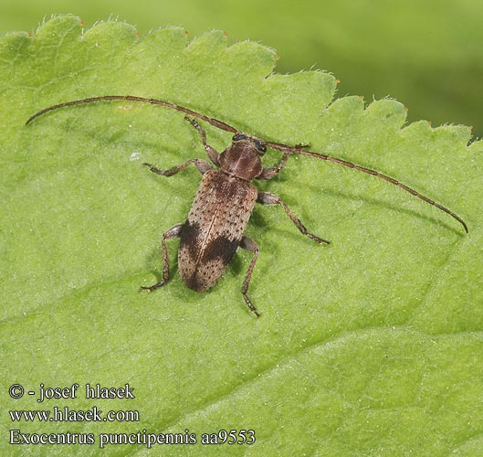 Exocentrus punctipennis