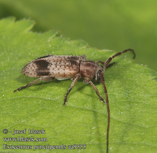 Exocentrus punctipennis