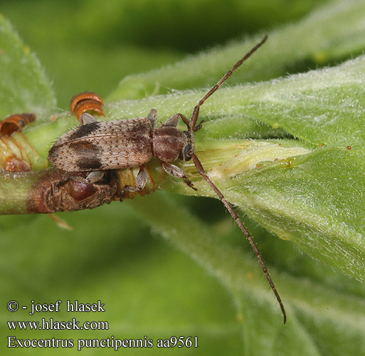 Exocentrus punctipennis