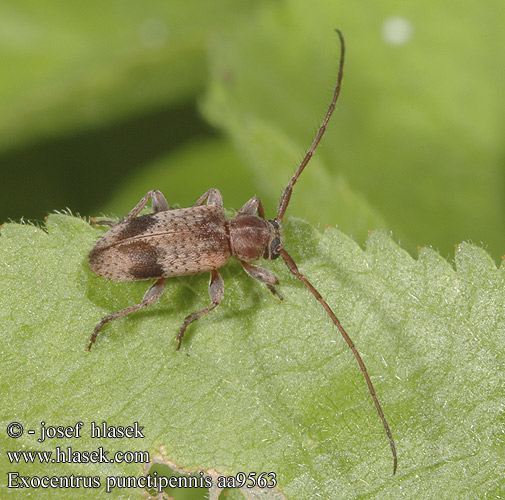 Exocentrus punctipennis