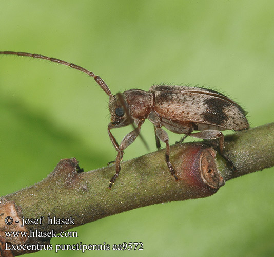 Exocentrus punctipennis