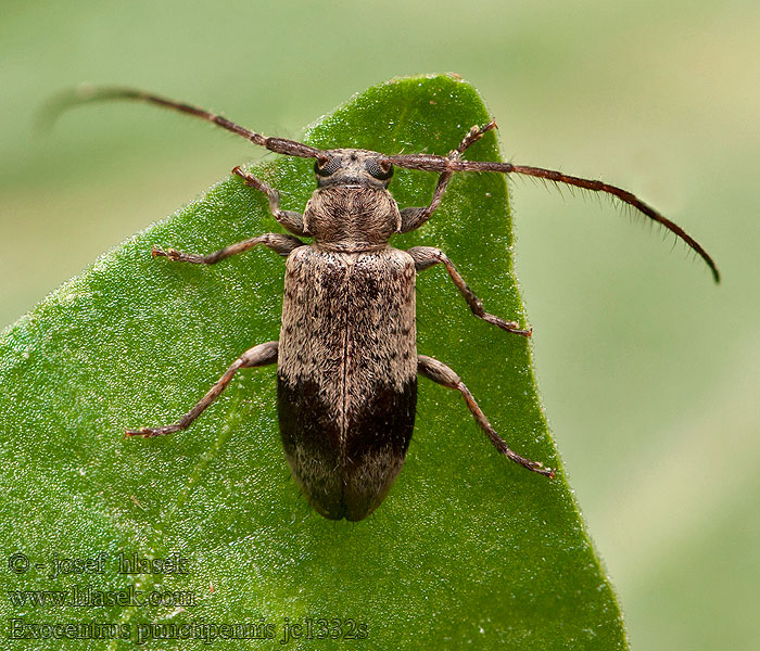 Exocentrus punctipennis