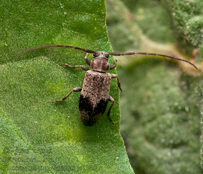 Exocentrus punctipennis