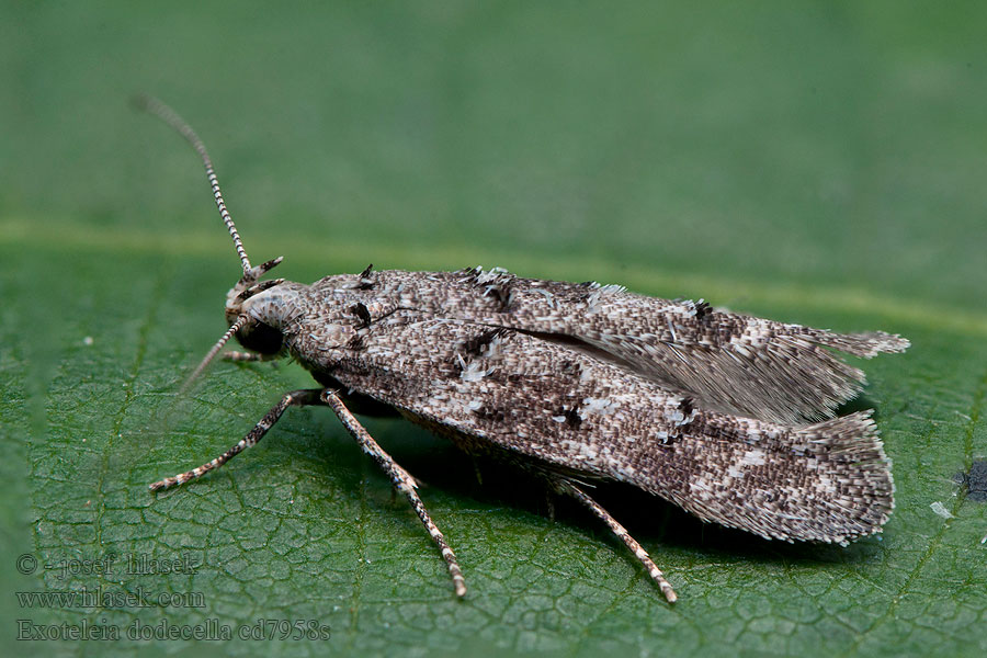 Makadlovka borová Exoteleia dodecella