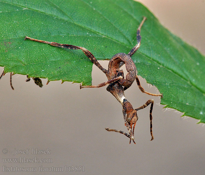 Extatosoma tiaratum Strašilka australská