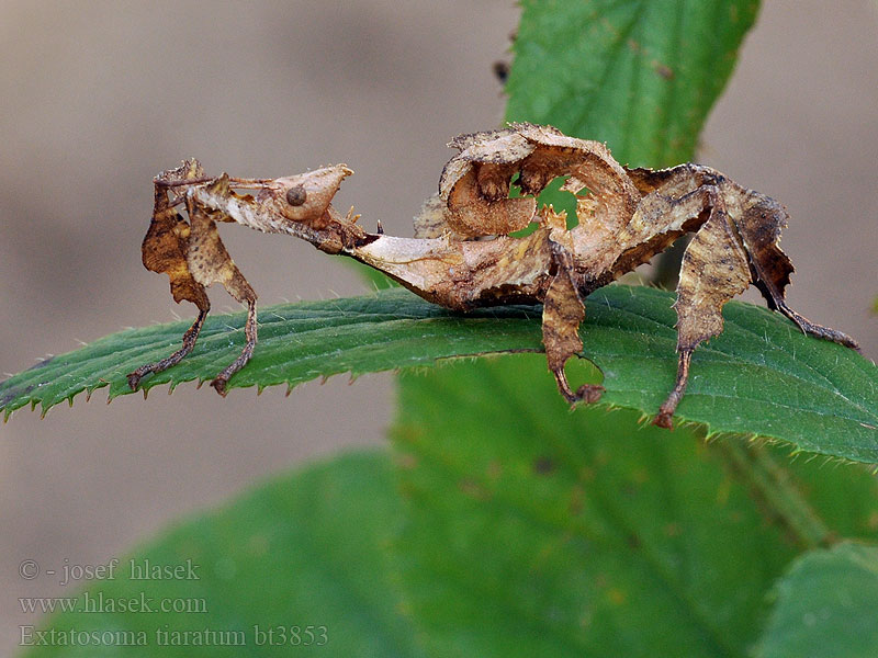 Extatosoma tiaratum Australische Gespenstschrecke