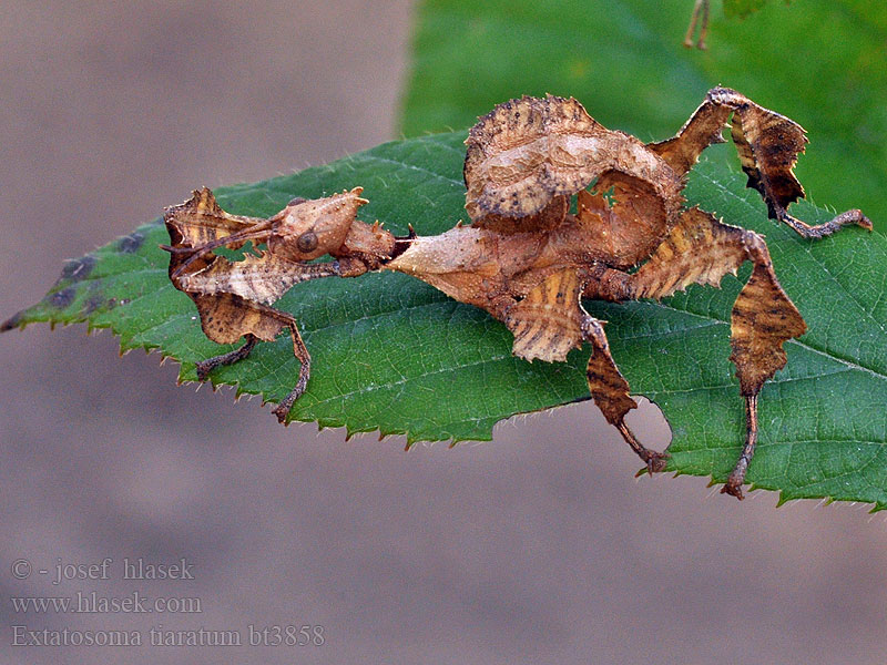 Extatosoma tiaratum Straszyk australijski