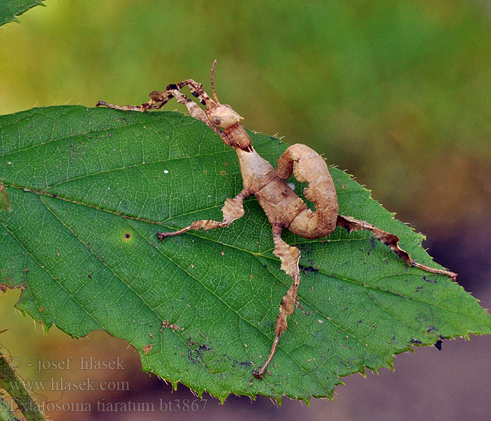 Extatosoma tiaratum Australische flappentak doorntak