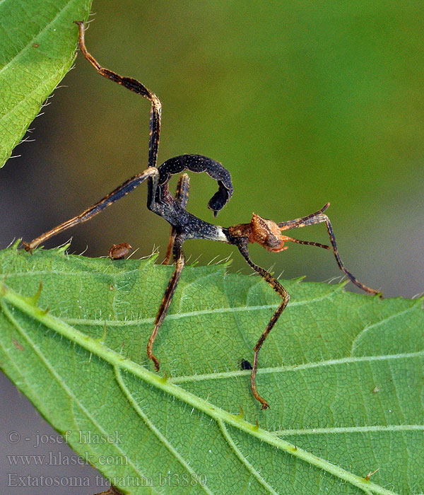 Extatosoma tiaratum Giant Prickly Stick Insect Australian Walking Stick