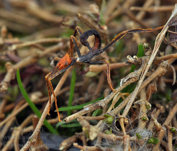 Extatosoma tiaratum Stick Insetto foglia secca