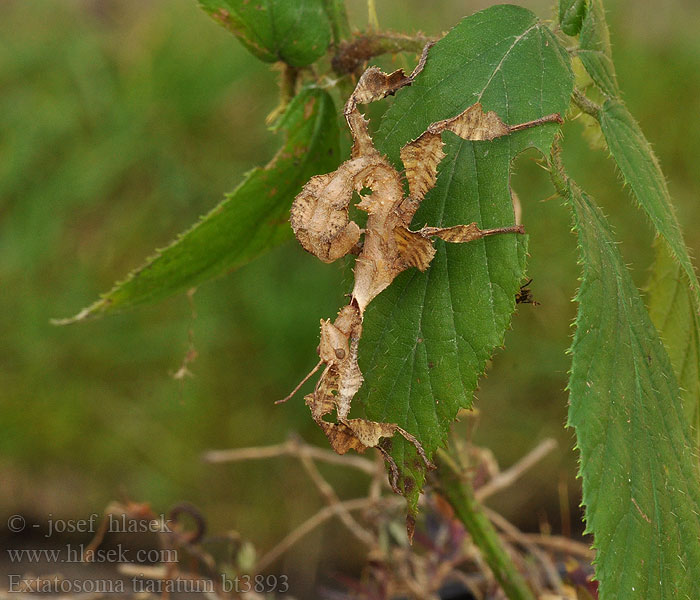 Australische Gespenstschrecke Extatosoma tiaratum