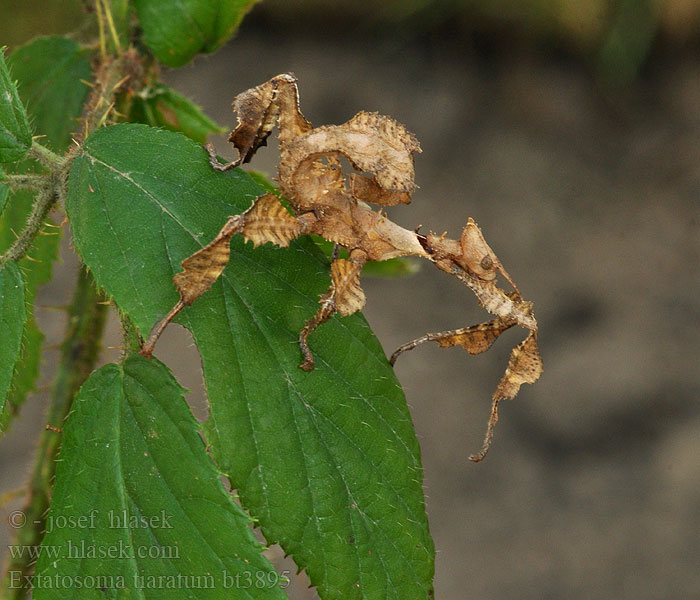 Straszyk australijski Extatosoma tiaratum