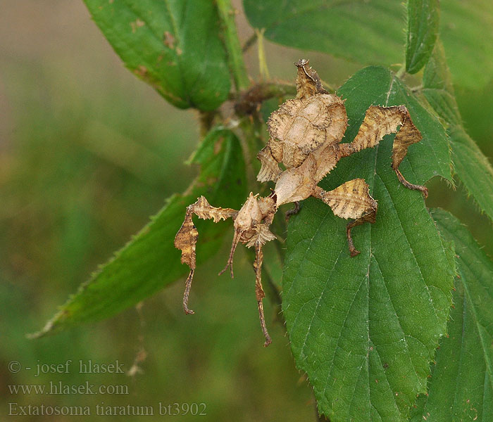 Australische flappentak doorntak Extatosoma tiaratum