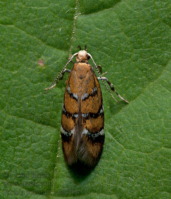 Fabiola pokornyi Oecophora Zdobka Pokorného