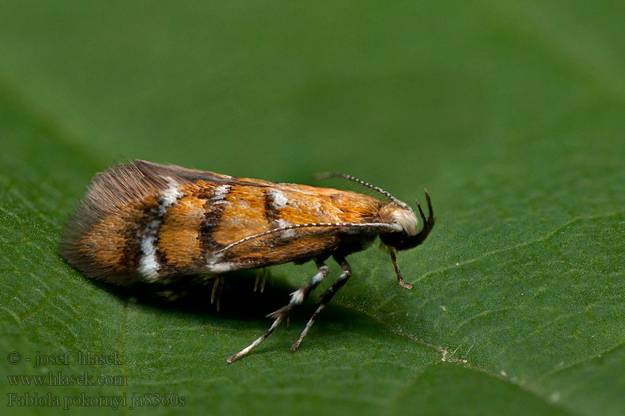 Fabiola pokornyi Oecophora