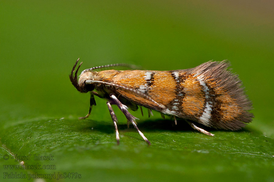 Oecophora pokornyi Fabiola