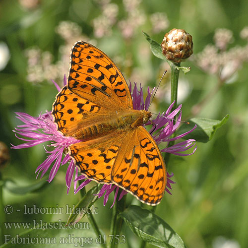 Fabriciana adippe d1753