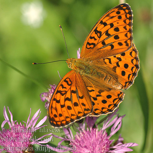 Fabriciana adippe d1754