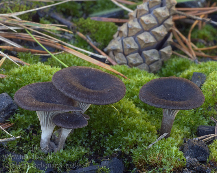 Faerberia carbonaria Cantharellus Geopetalum carbonarius