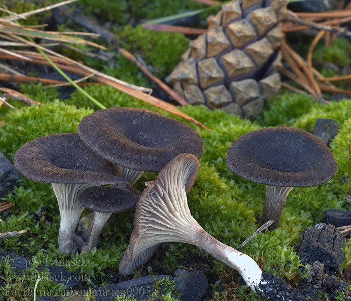 Cantharellus Geopetalum carbonarius carbonarium anthracophilus