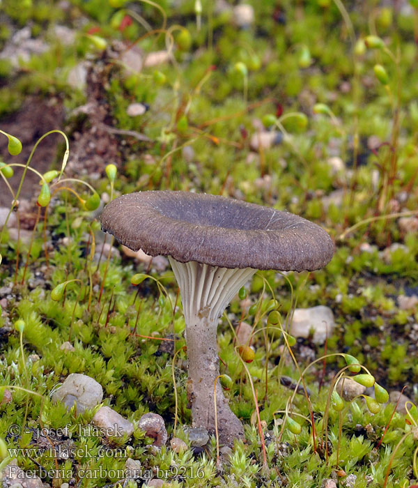Faerberia carbonaria Fausse-chanterelle charbonnières