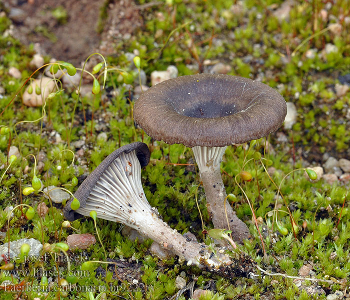 Faerberia carbonaria Bålkantarell
