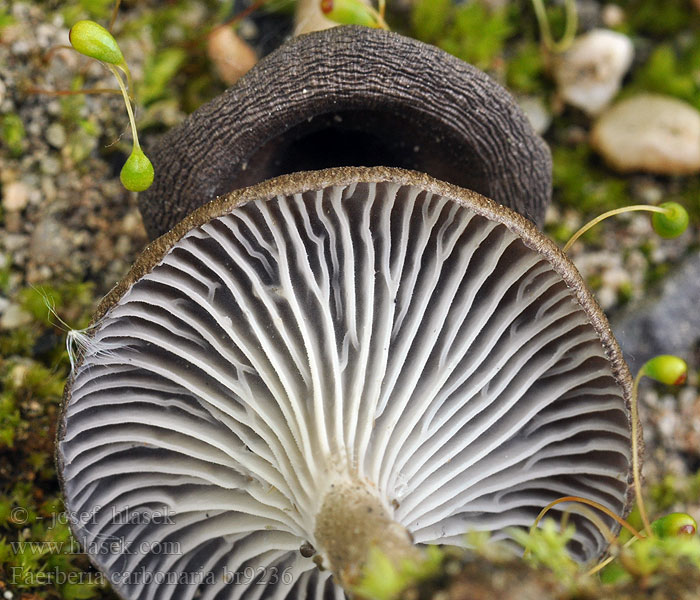 Faerberia carbonaria Firesite funnel