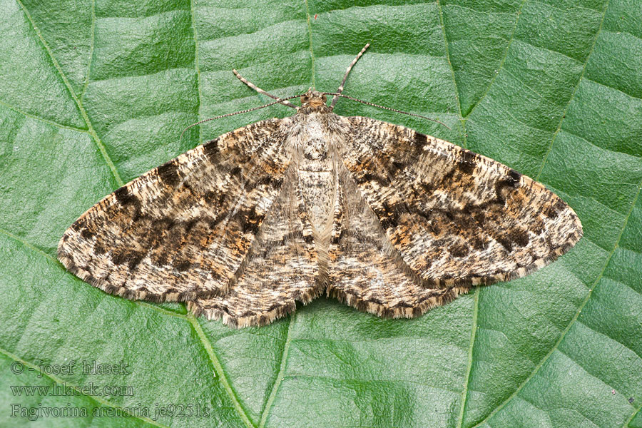 Scheckiger Eichen-Rotbuchen-Rindenspanner Fagivorina arenaria