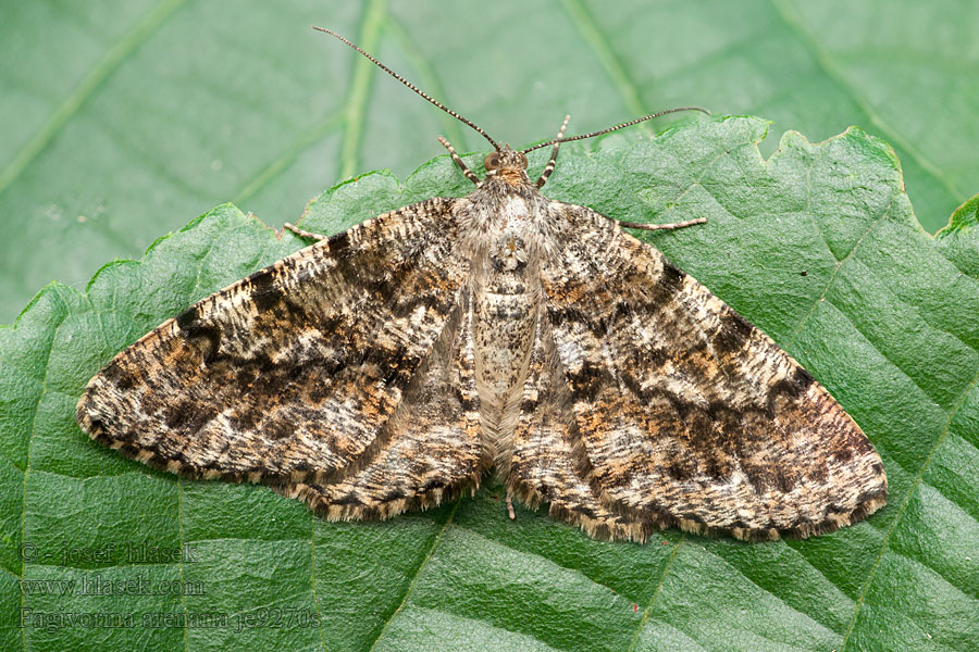 Scheckiger Eichen-Rotbuchen-Rindenspanner Fagivorina arenaria