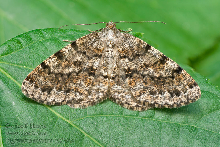 Fagivorina arenaria Scheckiger Eichen-Rotbuchen-Rindenspanner