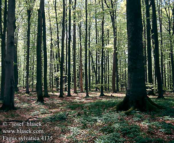 Fagus sylvatica European beech Bøg euroopanpyökin Euroopanpyökki