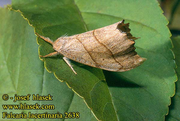 Falcaria lacertinaria Scalloped Hook-tip