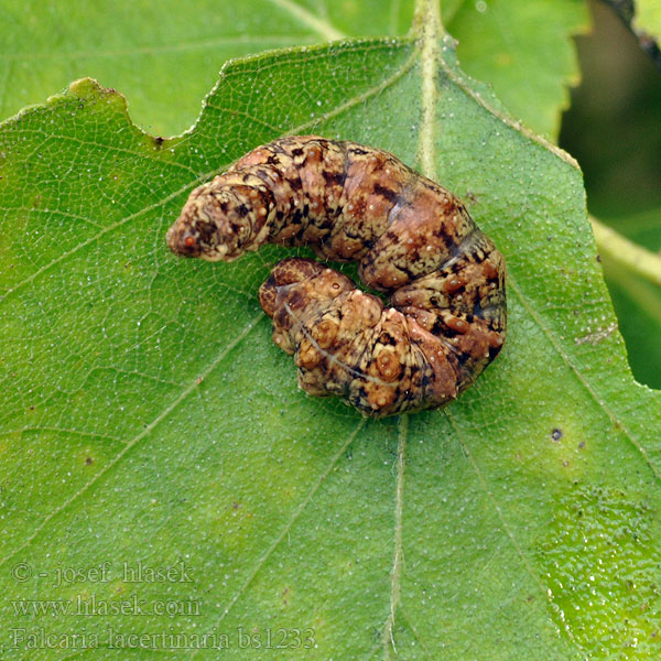 Серпокрылка сухой лист Falcaria lacertinaria