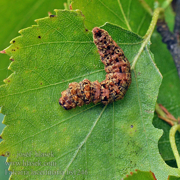 Falcaria lacertinaria Srpokřídlec březový Tandet seglvinge