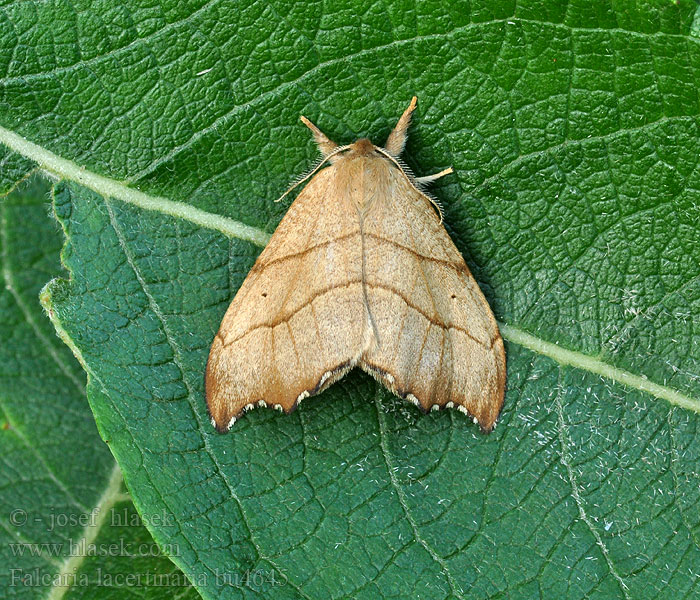 Scalloped Hook-tip Falcaria lacertinaria