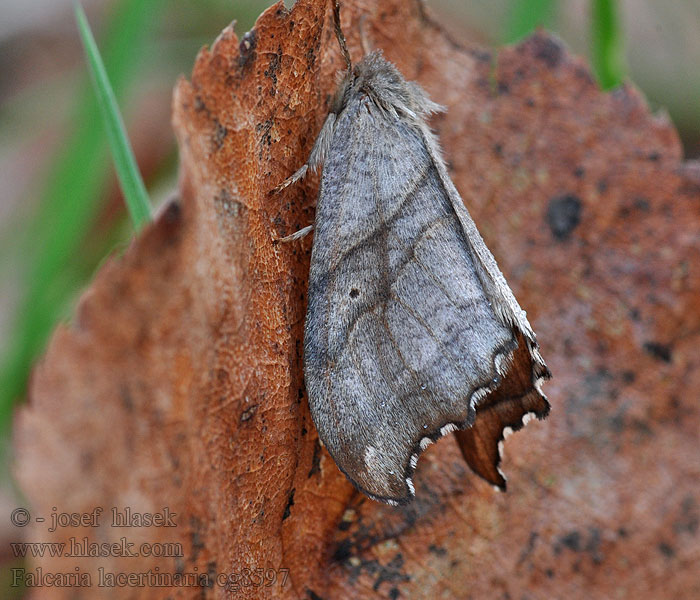 Falcaria lacertinaria