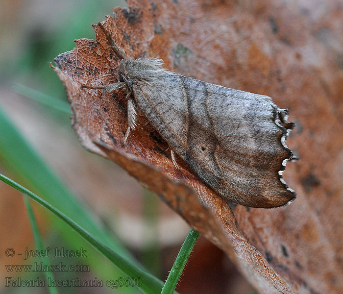 Falcaria lacertinaria