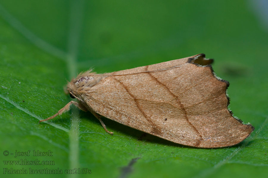 Falcaria lacertinaria